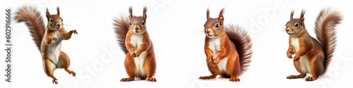 Wildlife forest woods animals banner panorama long - Collection of standing, sitting, jumping, running cute red squirrel animal (sciurus vulgaris), isolated on white background, Generative Ai