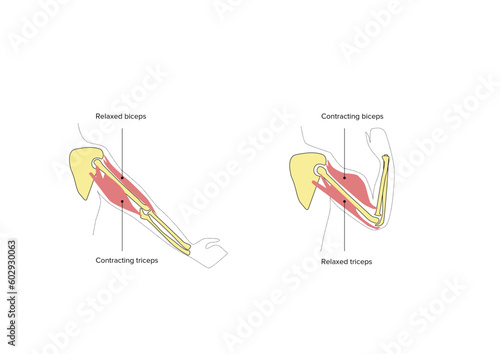 Biology, biceps and triceps contraction