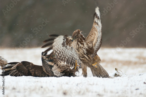 Two Common Buzzards Fighting Each Other in a Snowy Setting – Photograph