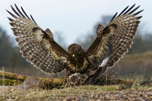 Two Common Buzzards Fighting Each Other on a Clearing – Photograph