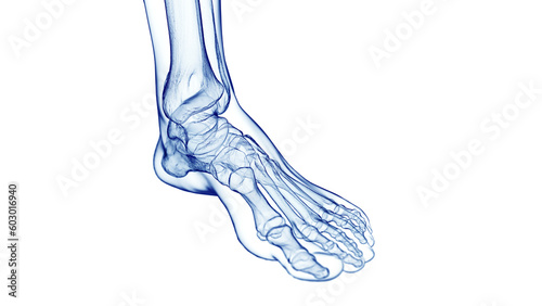 3D Rendered Medical Illustration of the bones of the foot