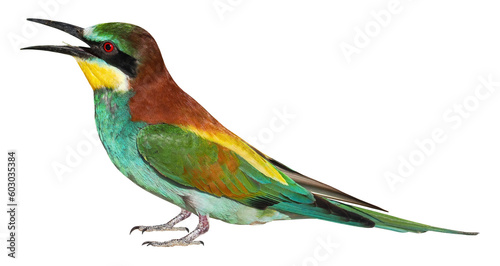 European bee eater (Merops apiaster), PNG, isolated on transparent background