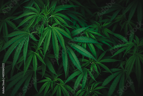 marihuana medical leaves