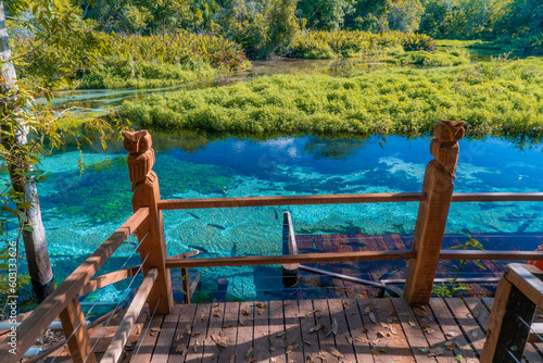 Rio Sucuri - Bonito - Mato Grosso do Sul - Brasil