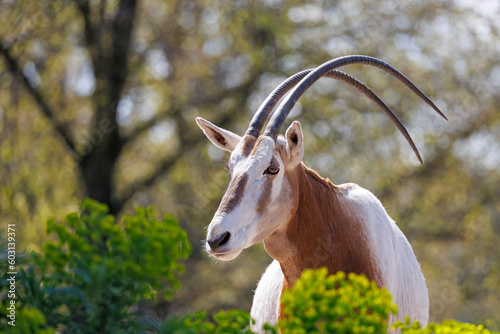 Scimitar oryx, Oryx dammah, also known as the scimitar-horned oryx and the Sahara oryx
