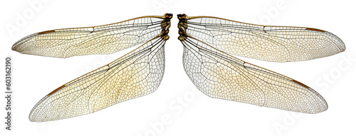The two dragonfly wings