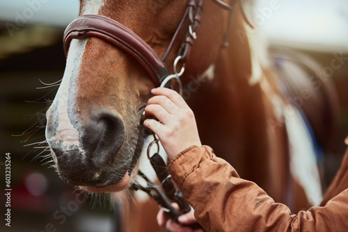 Horse, hand prepare and nose of a racing animal outdoor with woman ready to start training. Horses, countryside and pet of a female person holding onto rein for riding and equestrian sport exercise