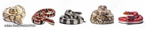 Animals reptiles snakes banner panorama long - Collection of popular snakes lying, isolated on white background, Generative Ai