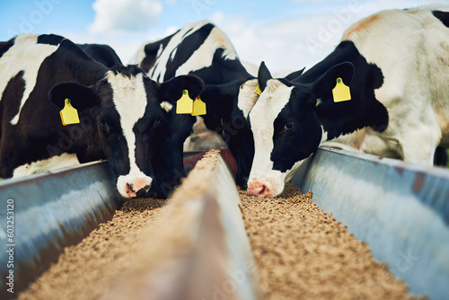 Cows eating, farming and cattle on a dairy farm for agriculture, growth and food production. Nature, eat and a herd of hungry animals with feed in the countryside for livestock lifestyle and industry