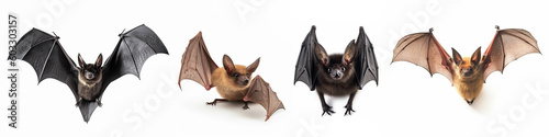 Animals wildlife bats banner panorama long - Collection of sitting, flying bat (microchiroptera), isolated on white background, Generative Ai