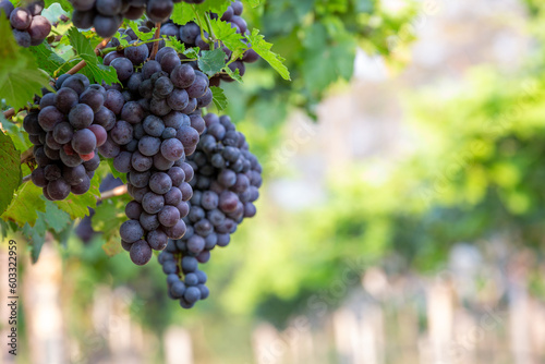 Grape harvest, Vineyards at sunset in autumn harvest ripe grapes in fall, Vineyard with ripe grapes in countryside at sunset, Nature background with Vineyard in autumn harvest. Ripe grapes in fall.