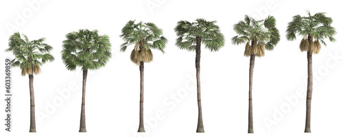 3d illustration of set sabal palm tree isolated on transparent background