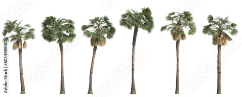 3d illustration of set sabal palm tree isolated on transparent background