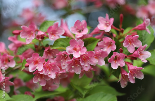 Pink flowers, Crimson Weigela - Czechmark Twopink