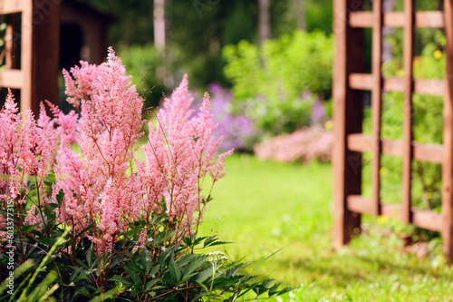 pink astilbe blooming in summer. Beautiful private garden view with shade tolerant perennials.