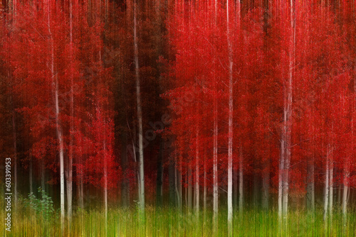 Aspen Trees White Trunk Lush Red in Autumn Forest Wilderness