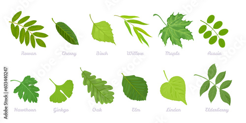 Set of green leaves of different trees. Cartoon leaf of mountain ash, cherry, birch, willow, maple, acacia, hawthorn, ginkgo, oak, elm, linden, elderberry. Collection of vector botanical illustration.