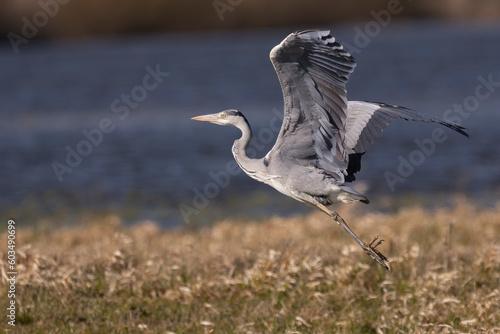 Grey heron - Ardea cinerea - take off for flight at Ujście Warty National Park in Poland.
