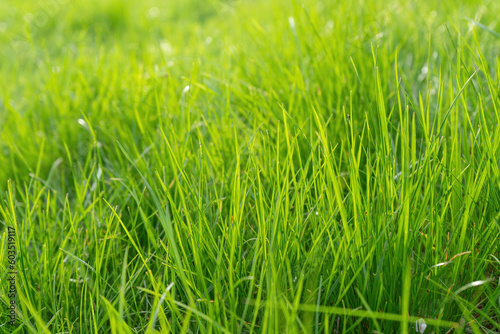 Green grass background texture. Green grass in meadow, field or lawn in spring on sunset. Natural plant , flora background, wallpaper, element of design. Ecology, environment concept.
