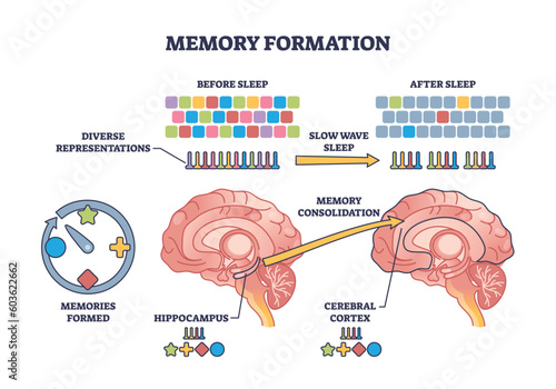 Memory formation and effective processing after night sleep outline diagram. Labeled educational scheme with anatomical process for hippocampus consolidation for cerebral cortex vector illustration.