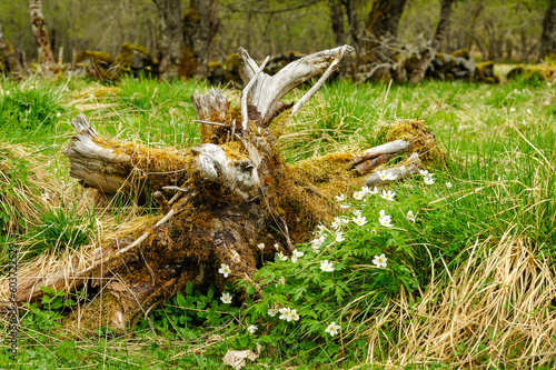 old moss-grown tree root in the spring among whitewash