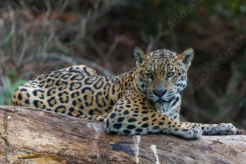 Jaguar (Panthera onca) resting in the Northern Pantanal in Mata Grosso in Brazil