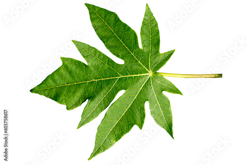 Close up of green Papaya leaf with jagged edges with detailed leaf outline texture