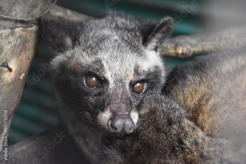 Luwak zwierzę z gatunku lisowatych, żyjący w Indonezji, wykorzystywany na plantacjach kawy na wyspie Bali