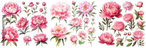 Set of Sweet pink peonies flower ,Watercolor collection of hand drawn flowers , Botanical plant illustration transparent background, PNG ,Generative AI