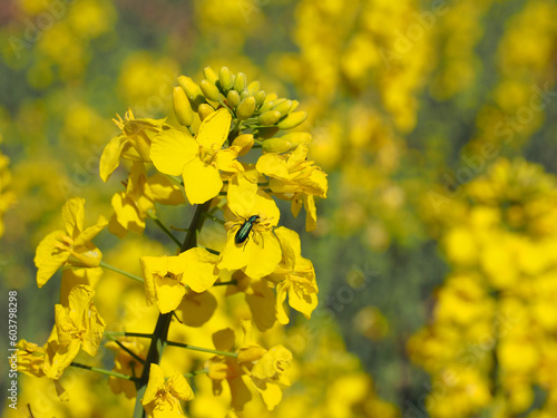 Paisaje con Flor amarilla de colza en campo con insecto.