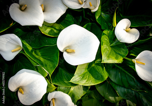 Zantedeschia aethiopica, commonly known as calla lily and arum lily.