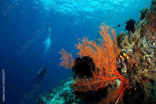 Scuba Diver and Coral Reef against Surface in Misool, Raja Ampat. West Papua, Indonesia