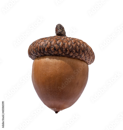 Brown acorn oak nut isolated cutout on transparent