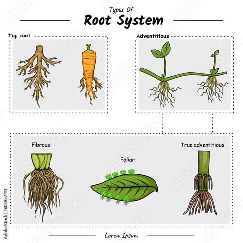 Type of root system. taproot and adventitious root to explain the difference.