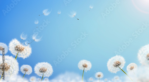 Dandelion weed seeds blowing across a sunny summer blue sky background.