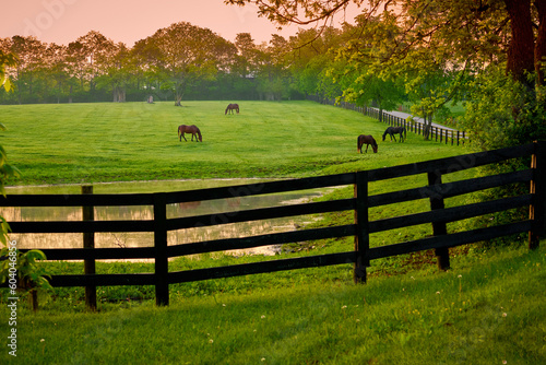 Horses grazing in a field with fence and pond.