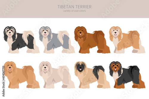Tibetan terrier clipart. Different poses, coat colors set