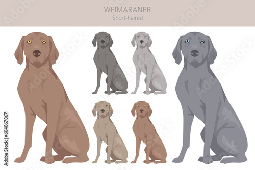 Weimaraner shorthaired dog clipart. All coat colors set. All dog breeds characteristics infographic