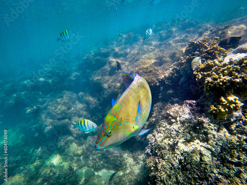 Parrot fish and sergeant fish swimming over corals in the sea around Porto de Galinhas, Brazil