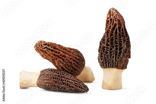 fresh morel mushrooms isolated on white background.