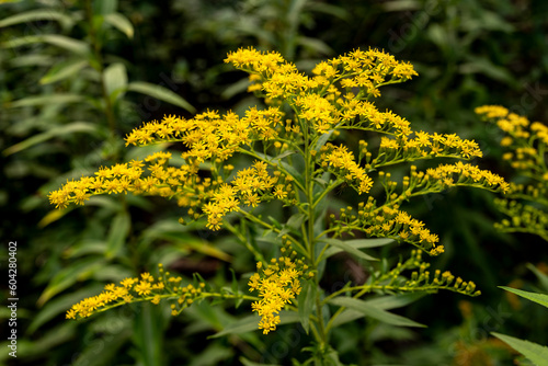 Canada goldenrod or Canadian goldenrod (Solidago canadensis) with bright yellow flowers in a forest, Germany
