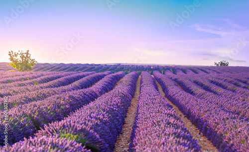 Lavender field at sunset in Provence, France. Generated AI