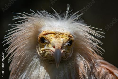 Portrait of Egyptian Vulture, Odd-looking, pale, medium-sized vulture with a bare, solemn-looking yellow face. The bill is narrow with a black tip