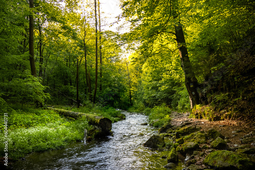 Strumień leśny - Dolina Racławki