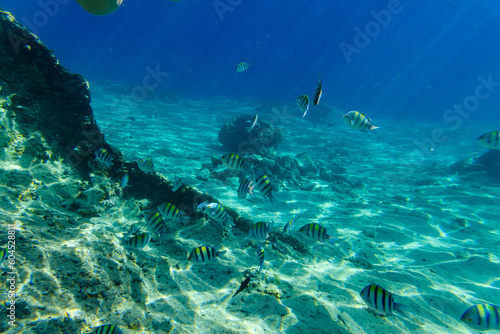 Colonies of the corals and Abudefduf fishes at coral reef in Red sea
