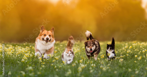 group of pets two cats and a couple of dogs walking on the grass in a sunny summer meadow