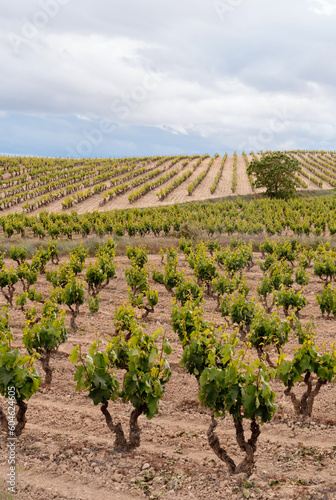Vineyards on early summer, La Rioja wine region, Spain