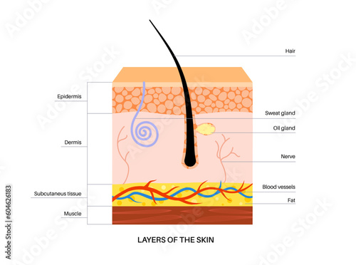 Hair and skin anatomy