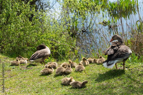 Oie cendrée, Anser anser, Greylag Goose, Ile Texel, Pays Bas