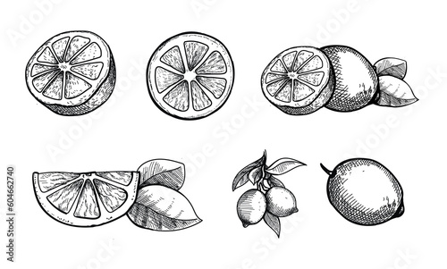 Hand drawn lemon. Citrus slices set., Lemon or lime engraving fruit icons. Vector vintage illustration